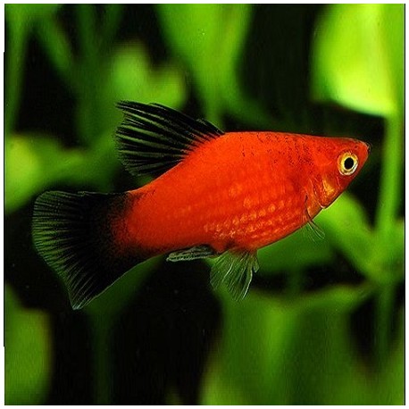 Platy Blacktail 2.5cm