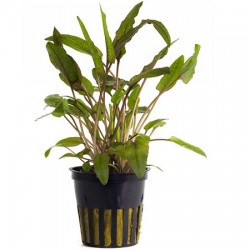 AQUAFLORA Cryptocoryne wendtii Brown Pot