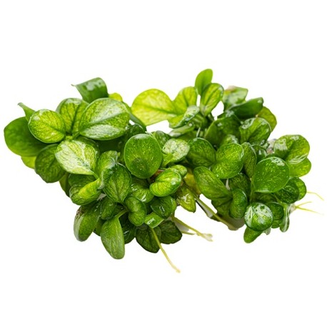 Anubias barteri Mini Coin Variegated Limited Edition 1-2-Grow