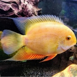 Golden Severum 15-16cm