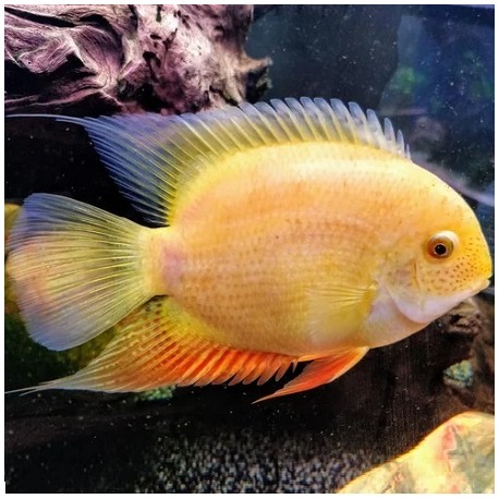 Golden Severum 15-16cm