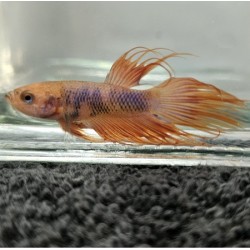 Μονομάχος Betta Crowntail Male No75 (Real photo)