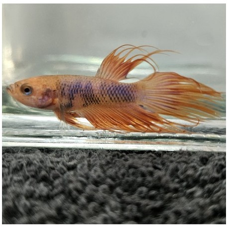 Μονομάχος Betta Crowntail Male No75 (Real photo)