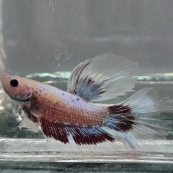 Μονομάχος Betta Butterfly Super Delta Male No71 (Real photo)