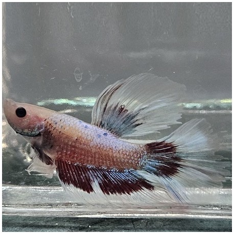 Μονομάχος Betta Butterfly Super Delta Male No71 (Real photo)