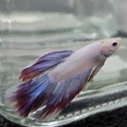 Μονομάχος Betta Butterfly Super Delta Male No70 (Real photo)