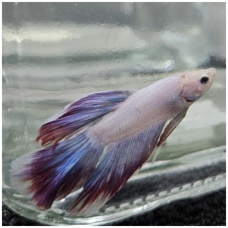 Μονομάχος Betta Butterfly Super Delta Male No70 (Real photo)