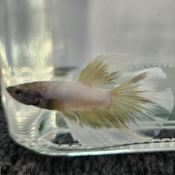 Μονομάχος Betta Butterfly Super Delta Male No69 (Real photo)