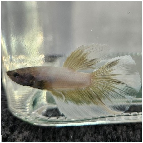 Μονομάχος Betta Butterfly Super Delta Male No69 (Real photo)