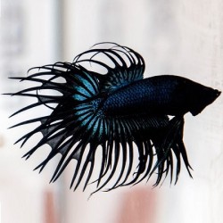 Μονομάχος Betta Black Orchid Crowntail Male No68