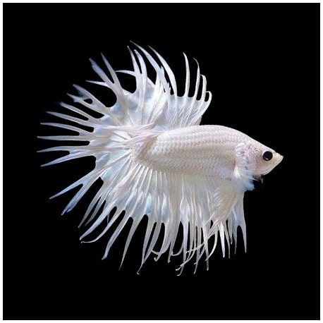 Μονομάχος Betta Platinium Crowntail Male No66