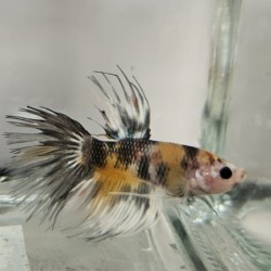 Μονομάχος Betta Nemo Crowntail Male No65 (Real photo)