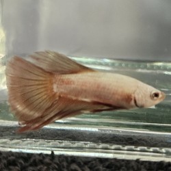 Μονομάχος Betta Red Dragon Super Delta Tail Male No64 (Real photo)