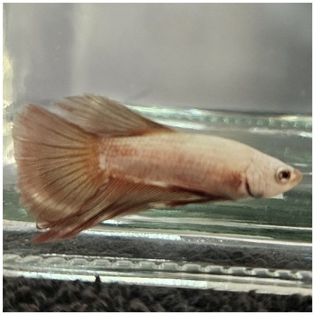 Μονομάχος Betta Red Dragon Super Delta Tail Male No64 (Real photo)