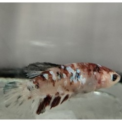 Betta koi Female No63( Real photo)