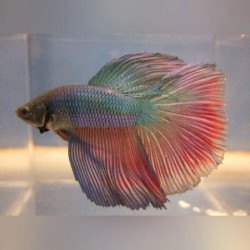 Μονομάχος Betta Black Dragon Super Delta Tail Male No61