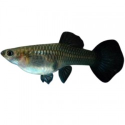 Guppy Black Moscow Female 3cm