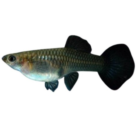 Guppy Black Moscow Female 3cm