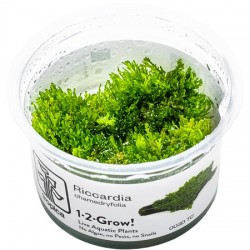 Riccardia chamedryfolia 1-2-Grow!