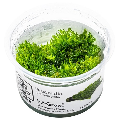 Riccardia chamedryfolia 1-2-Grow!