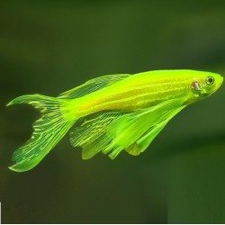 Danio Electric Green Neon Longfin 2.5cm