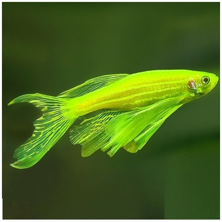 Danio Electric Green Neon Longfin 2.5cm