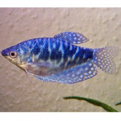 Gourami Cosby Strain 5cm