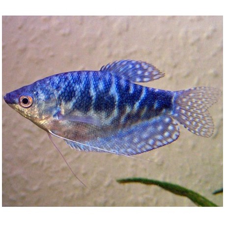 Gourami Cosby Strain 5cm