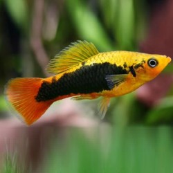 Platy Variatus 3-3.5cm