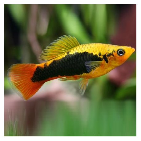 Platy Variatus 3-3.5cm