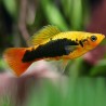 Platy Variatus 3-3.5cm