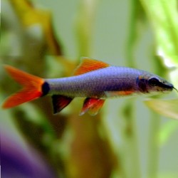 Rainbow shark 5-6cm