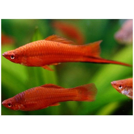 Swortail Red 4.5-5cm