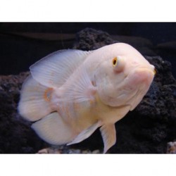 Oscar Albino 7.5cm