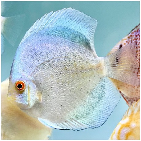 Discus Mercury 7cm