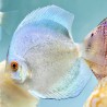 Discus Mercury 7cm