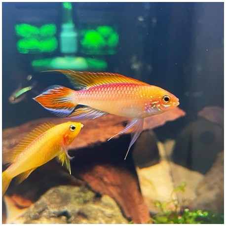 Apistogramma Agassizii Fire Red (Golden)3.5cm