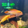 Apistogramma Agassizii Fire Red (Golden)3.5cm