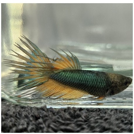 Μονομάχος Betta Crowntail Male No76 (Real photo)