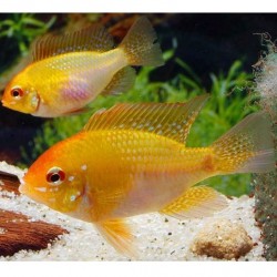 German Gold Ramirezi (Mikrogeophagus ramirezi) 2.5cm