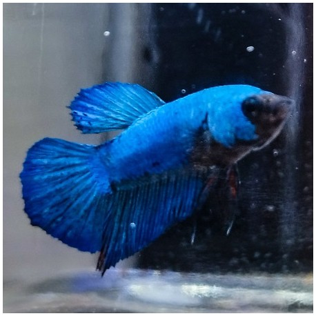 Μονομάχος Betta Halfmoon Plakat Male No77 (Real photo)