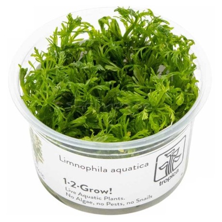 Limnophila aquatica 1-2-Grow