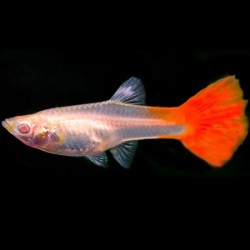 Guppy Full Red Albino Female 3cm