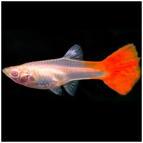 Guppy Full Red Albino Female 3cm