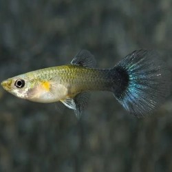 Guppy Turquoise Blue Female 2.5cm