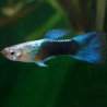 Guppy Turquoise Blue Male 3cm