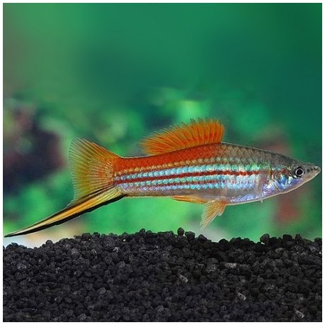 Swordtail Green 4.5cm