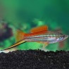 Swordtail Green 4.5cm