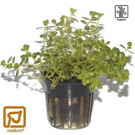 Rotala Green potted