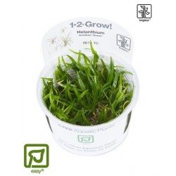Helanthium tenellum Green 1-2-Grow!